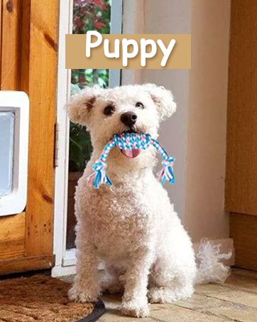Puppy Chew Toys
