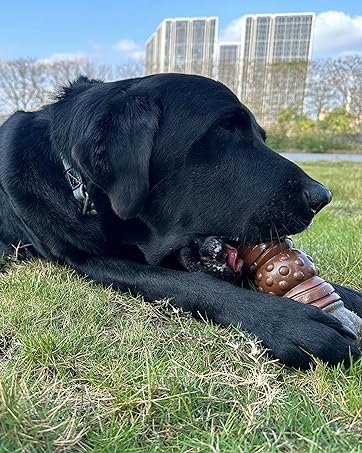 tough dog chew toy