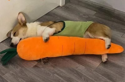 Carrot Style Squeaky Large Plush Dog Toys - Small Breed Puppy Chew Toys - Chewing Toys for Dogs - Large&Small Dog Plush Toys