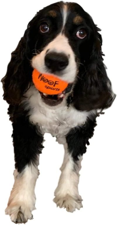 61mhawuAluL._AC_SL1500 Dog Tennis Balls 12 Orange Tennis Balls for Dogs. Easy to Find! includes Carrying Bag. Medium Size Balls Fits Standard Ball Launchers