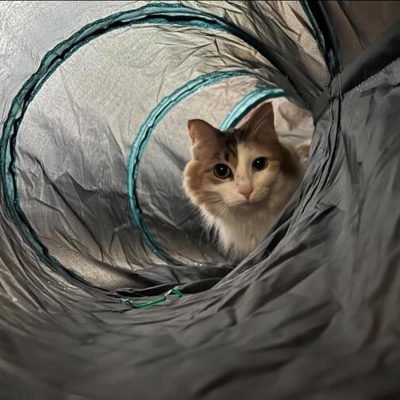 Cat Tunnel for Indoor Cats, 2 Way/3 Way/4 Way/5 Way Cat Tubes and Tunnels Collapsible S-Shape Small Animal Tubes Kitty Tunnels Interactive Maze Cat Toy for Kitten Rabbit Ferret - 5 Way
