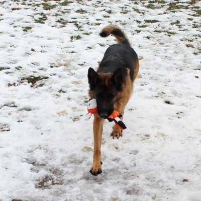 5 Pack Value Bundle Dog Toys Assortment Dog Plush Toys Dog Squeaky Toys Assortment Puppy Pet Mutt Dog Toy Dog Squeak Toy for Small Medium Large Dogs