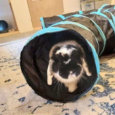 Cat Tunnel for Indoor Cats, 2 Way/3 Way/4 Way/5 Way Cat Tubes and Tunnels Collapsible S-Shape Small Animal Tubes Kitty Tunnels Interactive Maze Cat Toy for Kitten Rabbit Ferret - 5 Way