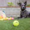 Pet Tennis Balls for Dogs - 12 Pack 2.5" for Exercise and Fetch, Interactive Toys, Great for Small Breeds