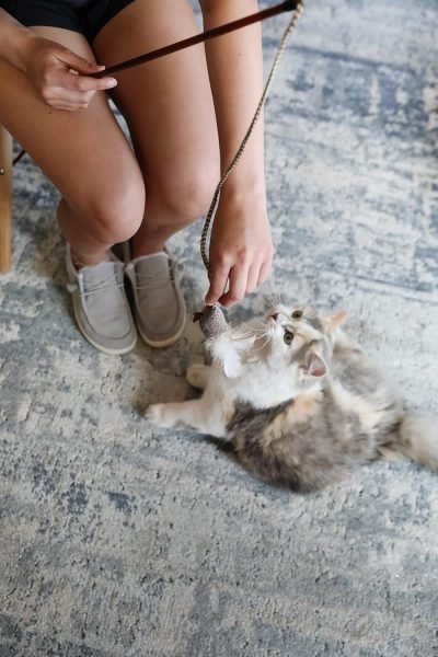 OurPets Play-N-Squeak Teathered & Feathered Play Wand Cat Toy, for All Breed Sizes