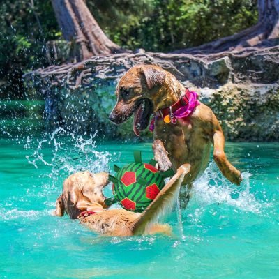 Watermelon Ball Dog Water Toys- Waterproof Dog Soccer Ball with Straps, Dog Beach Balls for Summer Outdoor Games Swimming Pool with Family Kids, Outdoor Dog Toys (9 inch)