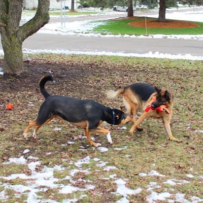 5 Pack Value Bundle Dog Toys Assortment Dog Plush Toys Dog Squeaky Toys Assortment Puppy Pet Mutt Dog Toy Dog Squeak Toy for Small Medium Large Dogs