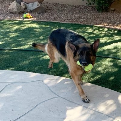 18 Pack Dog Squeaky Toys Cute Stuffed Pet Plush toys Puppy Chew Toys for Small Medium Dog Puppy Pets - Bulk Dog Squeaky Toys