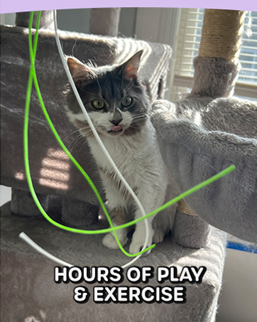 the wiggle wand cat toy for indoor cats