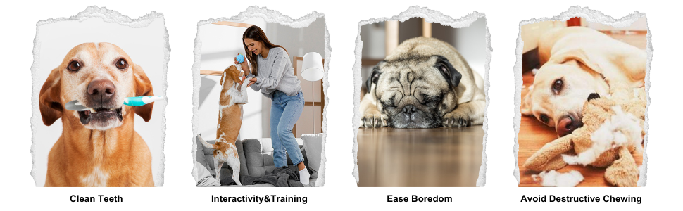 Toys help dogs beat boredom