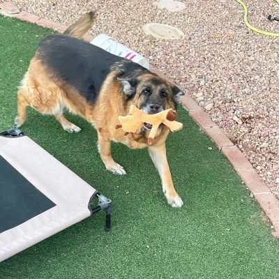 5 Pack Squeaky Plush Toys Assortment Value Bundle Puppy Pet Mutt Squeak Toy for Medium Large Dogs Made Tough for Aggressive Chewers