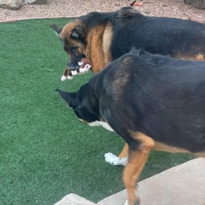 5 Pack Tough Plush Animal Dog Toys Assortment Value Bundle Dog Squeaky Toys Assortment Puppy Pet Mutt Dog Toy Dog Squeak Toy for Medium Large Dogs (5 Pack Dots)