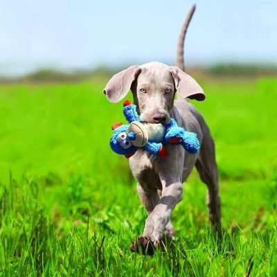 Cross Knots Monkey Dog Toy, Medium/Large, Large Breeds