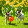 A1XuELAqJsL._AC_SL1500 Dog Ball - Interactive Dog Toy for Dog & Puppy Playtime - Fetch Toy with Tennis Ball - Dog Supplies for Engaging Play - for Large/XL Dogs